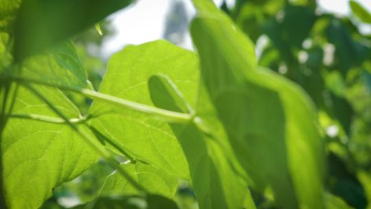 豆角菜园  蔬菜种植