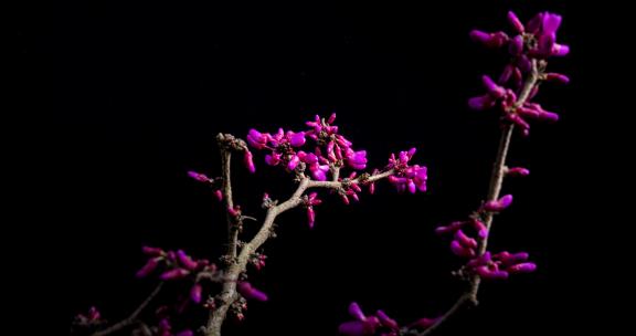 紫荆花盛开延时
