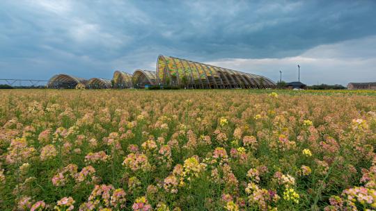 环视阴天的天府农业博览园的彩色油菜花