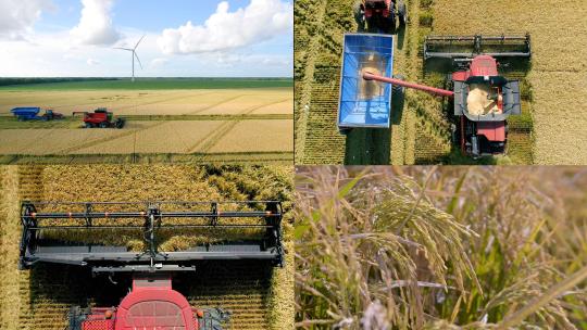 稻子丰收航拍水稻收割机收割稻田风力发电