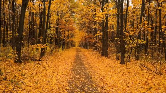 在秋天的森林中漫步超清 4K视频素材模板下载