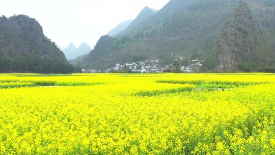 万峰林村庄签的油茶花视频素材模板下载