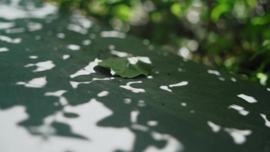 绿化带植物空镜