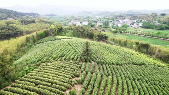 茶厂茶山茶园绿茶树航拍