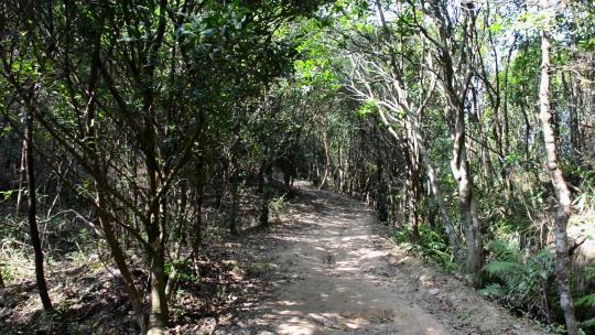 香港麦理浩径的徒步旅行者行走在山林间