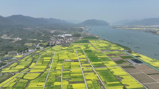 富阳美丽乡村油菜花花田