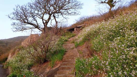 花鸟岛花间小路平移360度全景