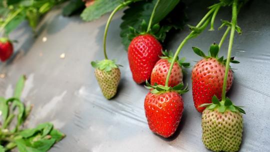 大棚种植草莓采摘