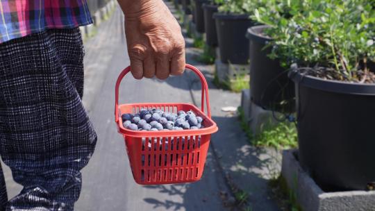 农民将采摘的蓝莓放入篮筐