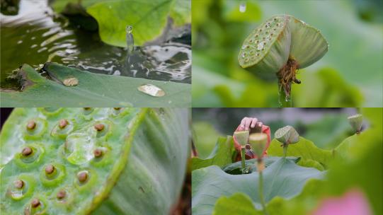 雨后荷塘：寻找并蒂莲，莲蓬雨滴的特写盛宴高清在线视频素材下载