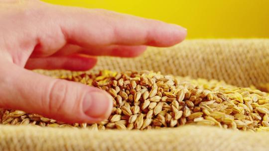 高品质优质小麦麦谷麦穗视频素材模板下载