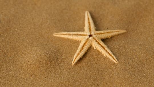 沙子上的小星星，旋转