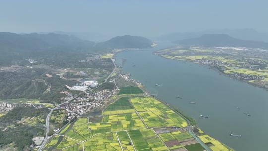 富阳美丽乡村油菜花花田