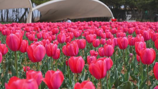 春天公园里盛开的郁金香花海自然风光