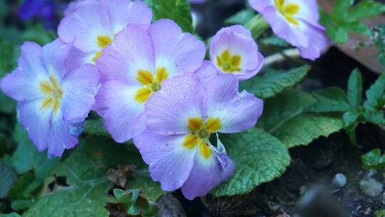 盛开的紫色花朵的特写镜头