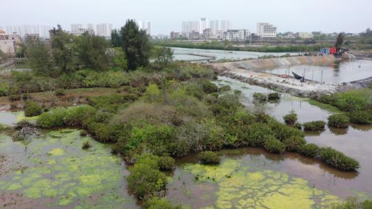 红树林基围鱼塘、红树林、白鹭