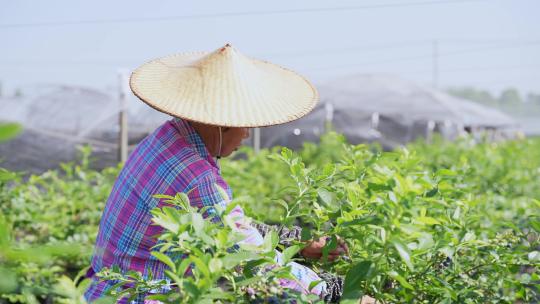 农民在果园采摘蓝莓