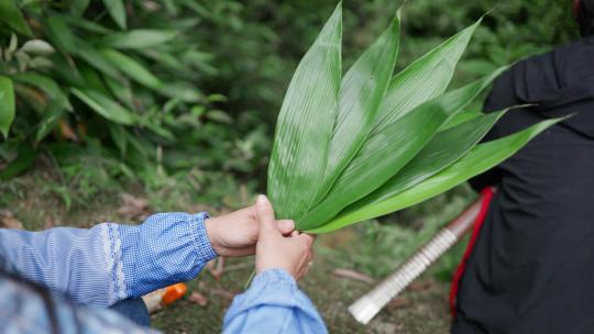 山里采摘粽叶