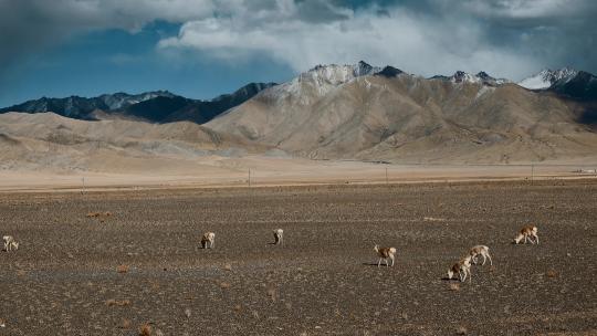 西藏旅游风光219国道冈底斯山藏羚羊黄羊
