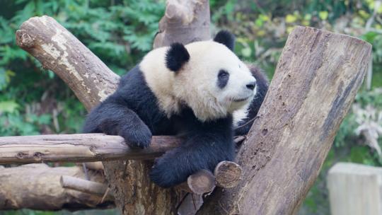 国宝大熊猫嬉戏