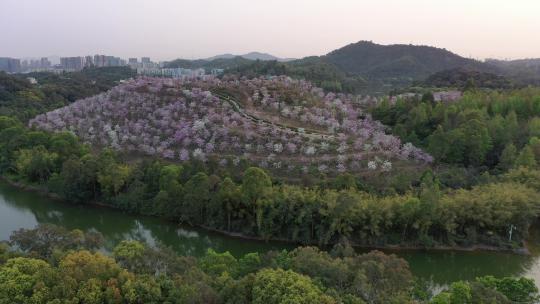 平湖生态园紫荆花