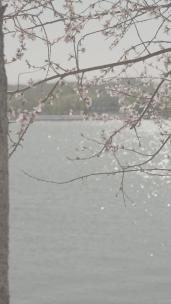 玉渊潭花-波光粼粼的湖面和樱花4k50帧