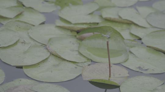 夏日森林湿地公园湖水荷叶上逗留的蜻蜓