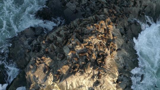 俯瞰岩石上的海狮群