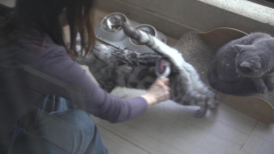 撸猫家猫阳台给猫咪刮猫毛