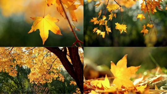 秋天落叶 秋天风景 树叶飘落 秋天唯美空镜高清在线视频素材下载
