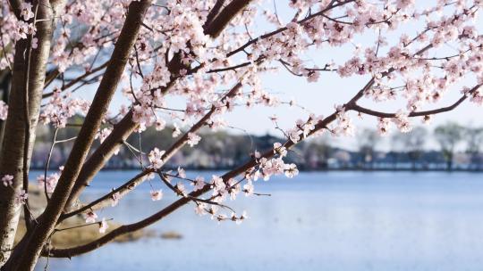 北京颐和园春季春天山桃花