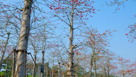 木棉花 春暖花开 广州市花