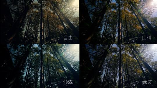 空镜-水杉树林-仰拍-全景021高清在线视频素材下载