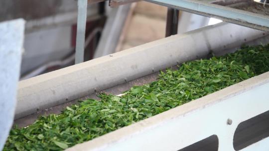茶叶厂房车间机械化制茶视频素材模板下载