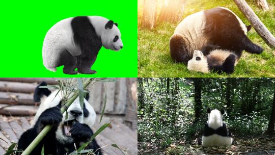 【合集】实拍熊猫 熊猫吃竹子