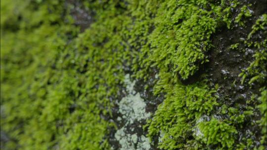 （雨林环境合集）雨雾森林植物苔藓岩石溪流高清在线视频素材下载