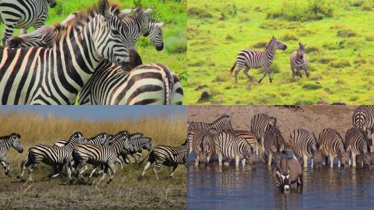 斑马一群非洲斑马喝水吃草视频