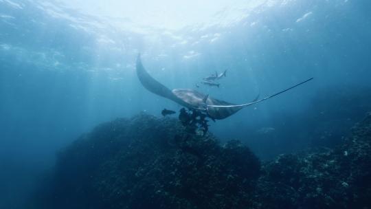 海底拍摄蝠鲼魔鬼鱼Manta视频素材模板下载