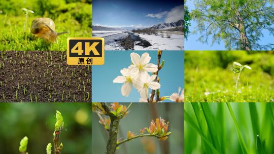 春天  生机勃勃  万物生长  大自然高清在线视频素材下载