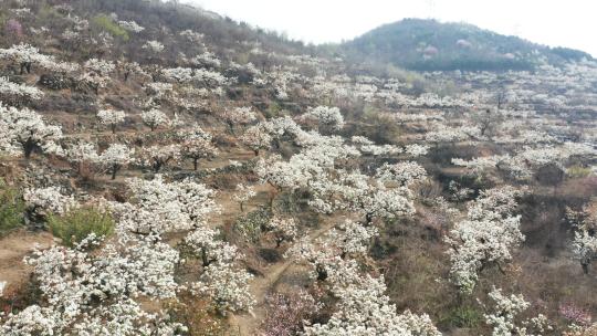 航拍春天盛开的樱花树林