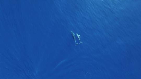 海豚 海豚捕鱼 海洋生物 一群海豚视频素材模板下载