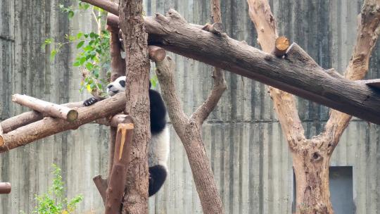 成都大熊猫繁育研究基地爬树的大熊猫幼崽