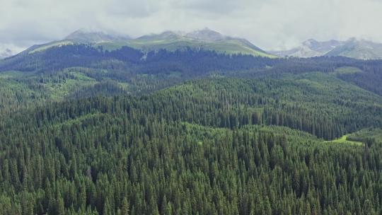 新疆森林航拍