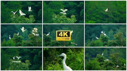 树枝上的白鹭起飞的白鹭一群白鹭4k高清在线视频素材下载