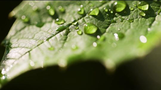 叶子上的露珠雨滴