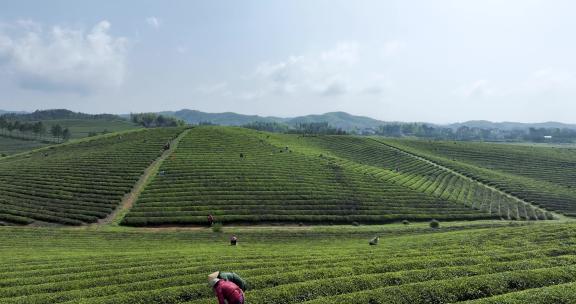 春季茶山风光及采茶场景的航拍