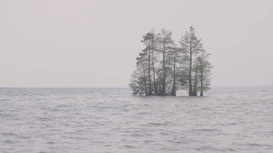 洱海里的树