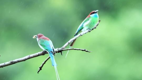 中国最美丽的小鸟：蓝喉蜂虎视频素材模板下载