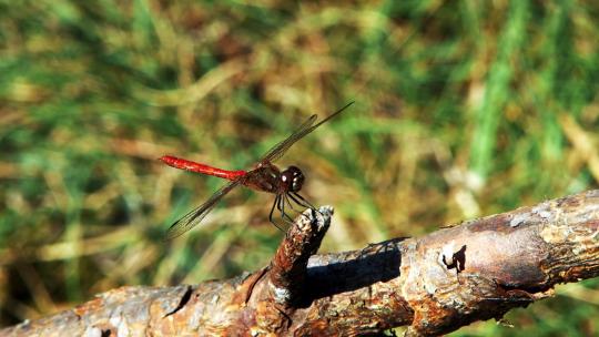 一只红蜻蜓特写镜头