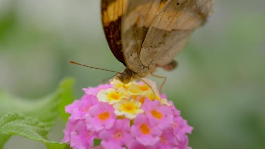 帝王蝶采集花蜜的镜头